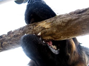 k-rosistockuntersicht 025 gedreht.jpg