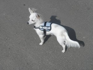 fame zeichnung tierforum 3.jpg