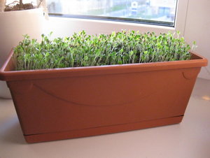 saaten ansicht von vorne.JPG