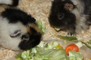 Luna Fee (Small).JPG