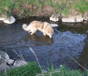 Rocky in der Bauna 1.JPG