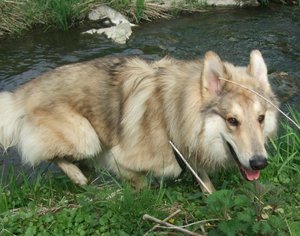 Rocky raus aus der Bauna.JPG