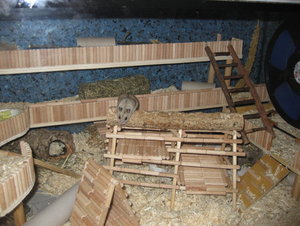 auf dem GerÃ¼st 1.JPG