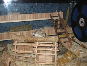 auf dem GerÃ¼st 2.JPG