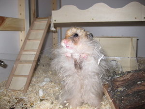 tony gib mir was.JPG