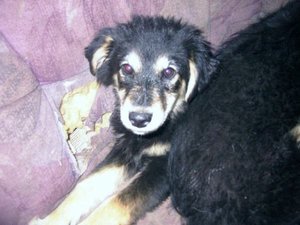 mÃ¶mi als welpe.jpg