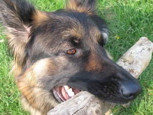 k-rosistockuntersicht 004.jpg