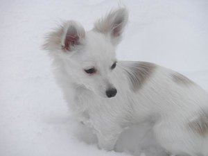 fame zeichnung tierforum.jpg