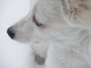 fame zeichnung tierforum 2.jpg