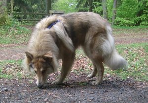 Rocky Schnuffnase im Habichtswald.JPG