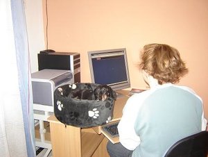 BÃ¼ro-Hund 001.jpg
