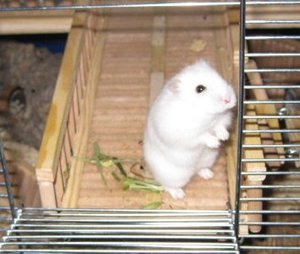 lilly au f 2 beinen.JPG