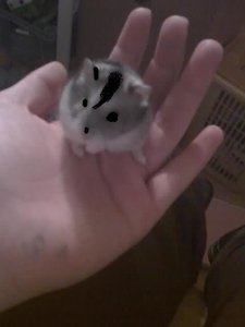 Theo sitzt auf meine Hand.jpg