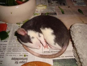 verkleinert buffy.jpg