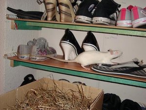 verkleinert suki.jpg