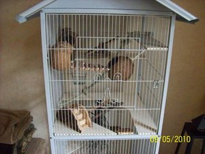 Mein RattenkÃ¤fig 002.jpg