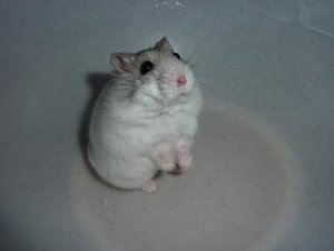 mÃ¤nnchen trÃ¤umer.JPG