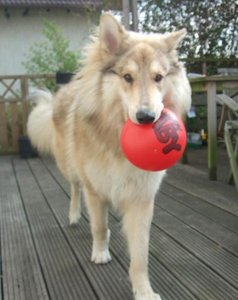 Rocky mit rotem Ball klein.JPG