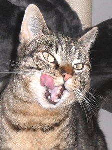 Mmh, Rindergulasch.jpg