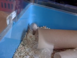 Bilder von NanaÂ´s Beerdigung 010.jpg