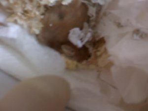 Bilder von NanaÂ´s Beerdigung 004.jpg