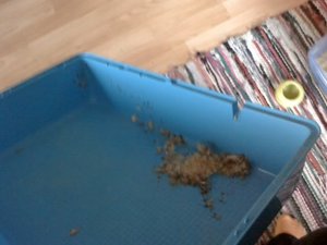 Bilder von NanaÂ´s Beerdigung 020.jpg