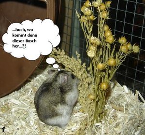 Hamsterstory01.JPG Hamsterstory01.JPG
