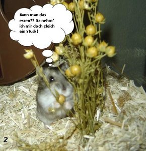 Hamsterstory02.JPG Hamsterstory02.JPG