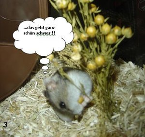 Hamsterstory03.JPG Hamsterstory03.JPG