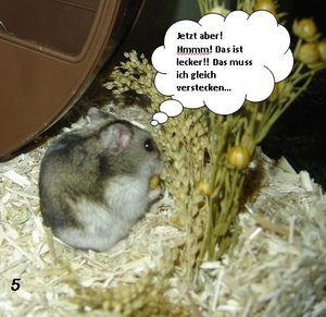 Hamsterstory05.JPG Hamsterstory05.JPG