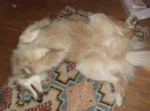 Rocky Bauchfoto klein.JPG