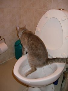 Delhi Mai Minou 038.JPG