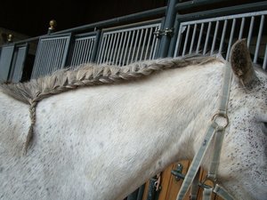 12.9.08-reitstall 002.JPG