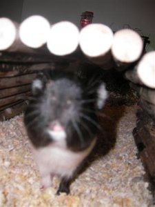 SANY0480 (Small).JPG