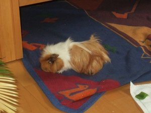 Meeri Bilder 002.jpg