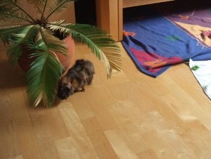 Meeri Bilder 009.jpg