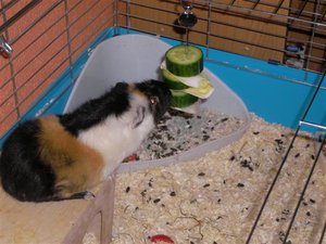 SANY0040 (Small).JPG