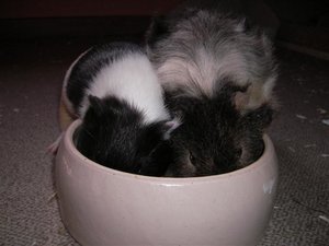 SANY0534 (Small).JPG