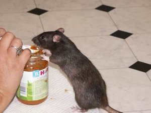 GrÃ¶ÃŸenÃ¤nderung PICT3500.JPG