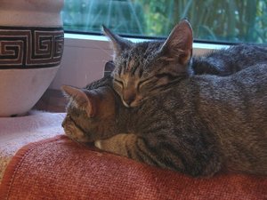 Noch nieeeedlicher.JPG