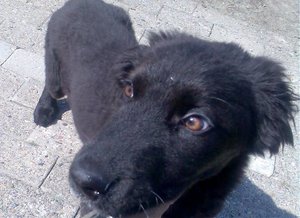 Bild011 modified.jpg