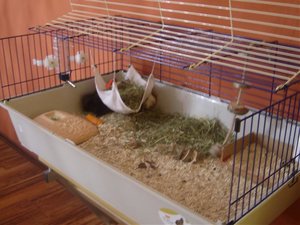 Sweinis 2.Woche bei Mama 016.jpg