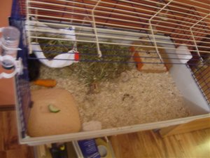 Sweinis 2.Woche bei Mama 020.jpg