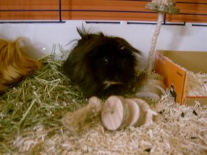 Sweinis 2.Woche bei Mama 011.jpg