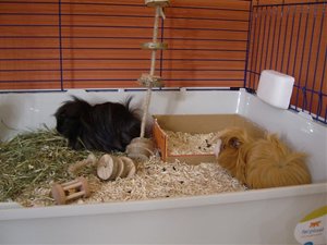 Sweinis 2.Woche bei Mama 048.jpg