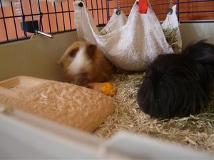 Sweinis 2.Woche bei Mama 028.jpg