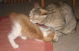 Lena putzt Mischka 1.jpg