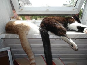 Mischka und Schnuffel a d Fensterbank.jpg