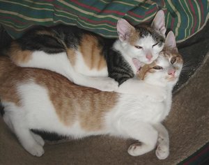 Mira und Mischka schlafen nebeneinander.jpg