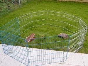 Sweinis im Auslauf 001.jpg